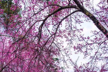 Wild Himalayan Cherry in Khun Wang royal project, Thailand.