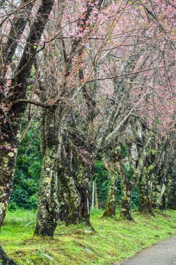 Wild Himalayan Cherry in Khun Wang royal project, Thailand.