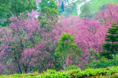 Wild Himalayan Cherry in Khun Wang royal project, Thailand.