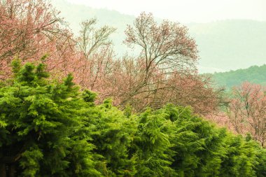 Wild Himalayan Cherry in Khun Wang royal project, Thailand.