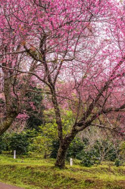 Wild Himalayan Cherry in Khun Wang royal project, Thailand.