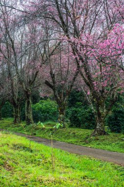 Wild Himalayan Cherry in Khun Wang royal project, Thailand.
