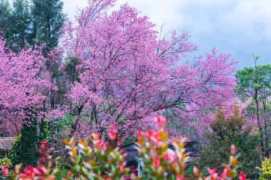 Wild Himalayan Cherry in Khun Wang royal project, Thailand.