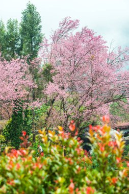 Wild Himalayan Cherry in Khun Wang royal project, Thailand.