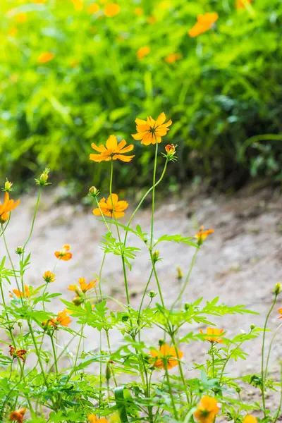 Sarı Cosmos Çiçek Bahçesinde Tayland — Stok fotoğraf