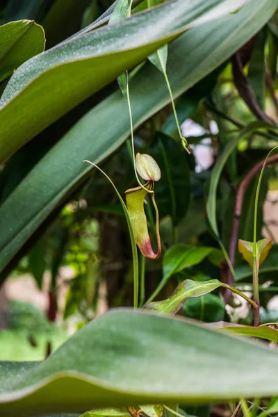의나무 사탕수수나 — 스톡 사진
