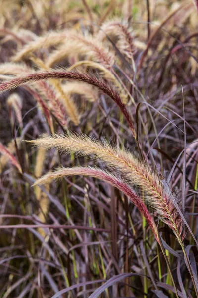 stock image Grass flower in nature, Thailand.