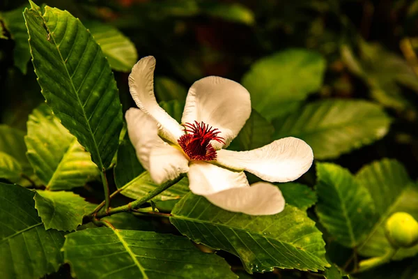 Λευκό Λουλούδι Στο Πάρκο Ταϊλάνδη — Φωτογραφία Αρχείου