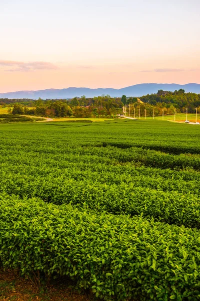 Tea Ültetvény Singha Park Thaiföld — Stock Fotó