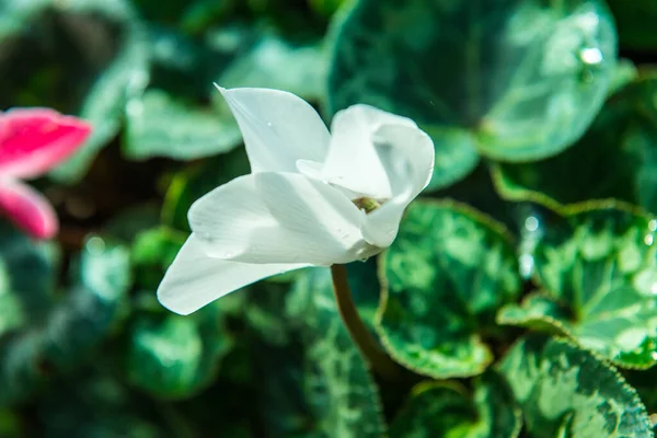 Bílý Květ Zahradě Thajsko — Stock fotografie