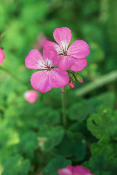 Pequena Flor Rosa Jardim Tailândia — Fotografia de Stock
