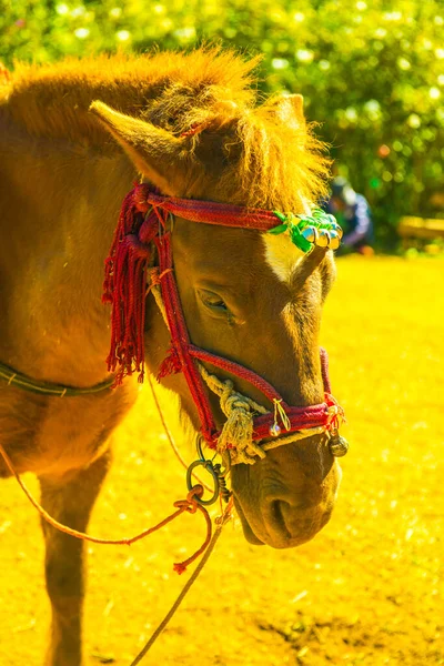 Лошадь Туризма Таиланд — стоковое фото