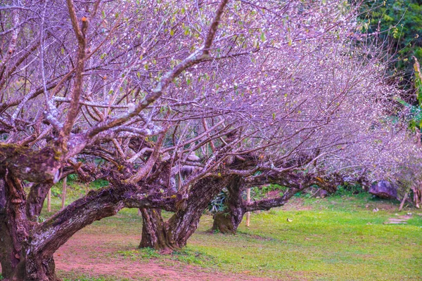 Японські Дерева Апрікотів Королівській Сільськогосподарській Станції Ангханг Таїланд — стокове фото