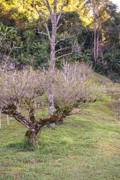 Japanese Apricot Trees Royal Agricultural Station Angkhang Thailand — Stock Photo, Image