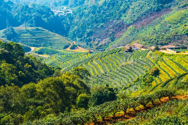 stock image Landscape View at Tea Plantation 2000, Thailand.