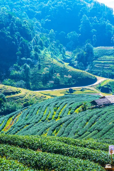 Vue Paysage Tea Plantation 2000 Thaïlande — Photo