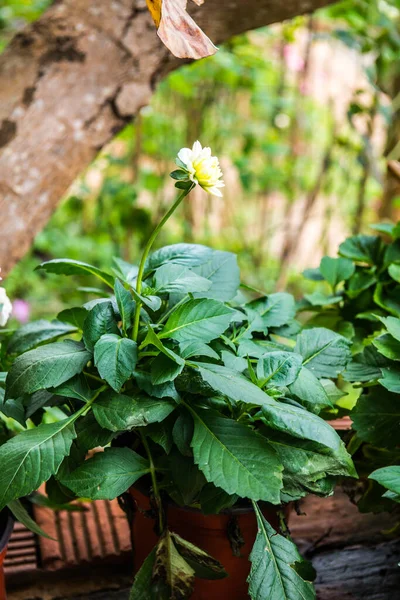 stock image White Dhalia flower in the park, Thailand.