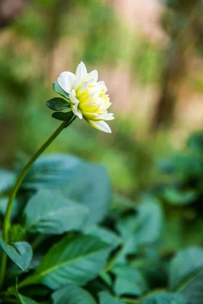 Biały Kwiat Dhalii Parku Tajlandia — Zdjęcie stockowe