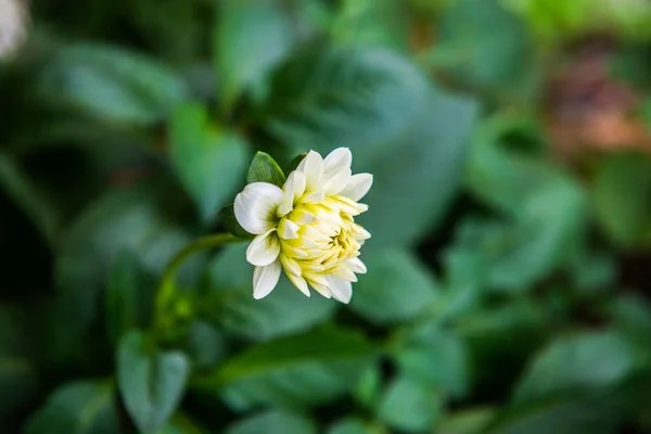 White Dhalia Flower Park Thailand — Stock Photo, Image