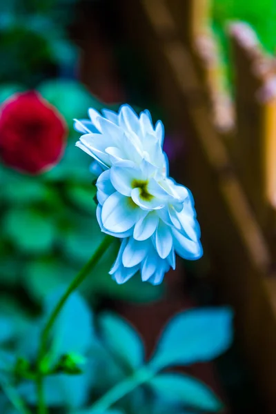 公園内の白いダリアの花 — ストック写真
