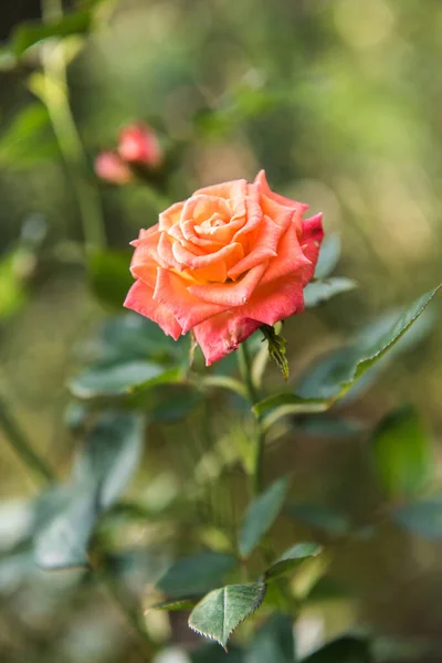 Oranžová Růže Zahradě Thajsko — Stock fotografie