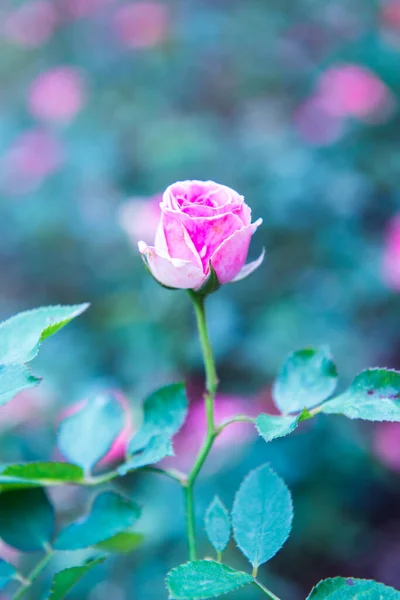 粉红色的玫瑰在花园里 — 图库照片