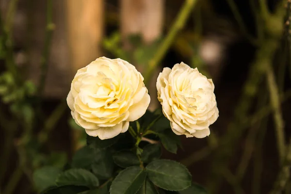 Yellow Rose Garden Thailand —  Fotos de Stock