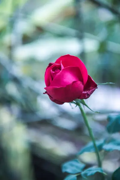 Red Rose Garden Thailand — Fotografia de Stock