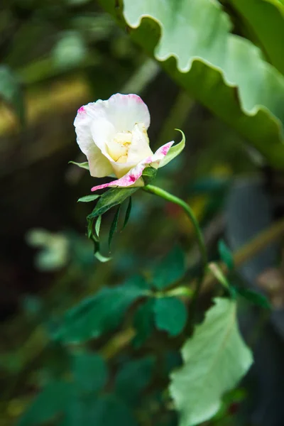 White Rose Garden Thailand — Stockfoto