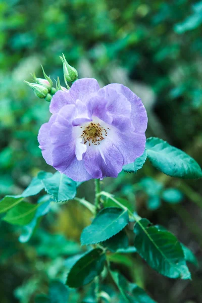 Violet Rose Garden Thailand — Stock Photo, Image
