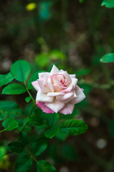 Pink Rose Garden Thailand — Foto Stock