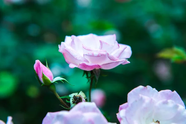 Pink Rose Garden Thailand — Foto de Stock