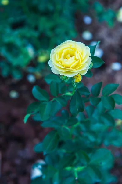 Yellow Rose Garden Thailand — Stockfoto