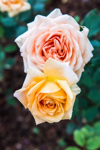 Orange Rose Garten Thailand — Stockfoto