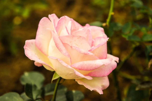 Pink Rose Garden Thailand — Stock fotografie