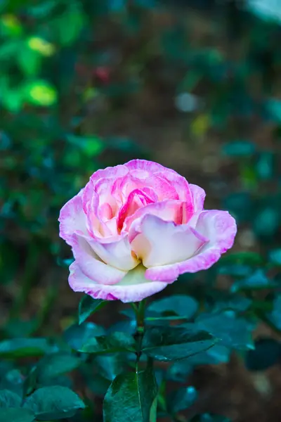 Ροζ Τριαντάφυλλο Στον Κήπο Ταϊλάνδη — Φωτογραφία Αρχείου