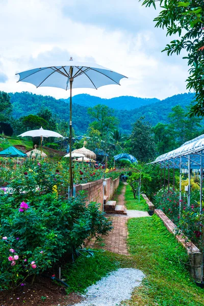 Stock image Rose garden on mountain, Thailand.