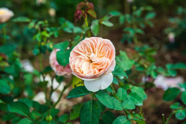 Orange Rose Garden Thailand — Stock Photo, Image