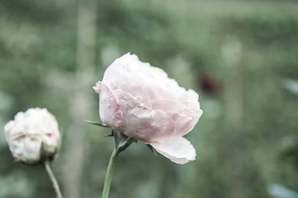Rosa Naranja Rosa Jardín Tailandia —  Fotos de Stock