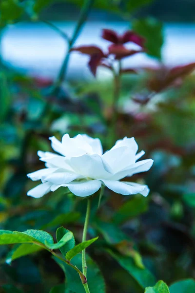 Белая Роза Саду Таиланд — стоковое фото