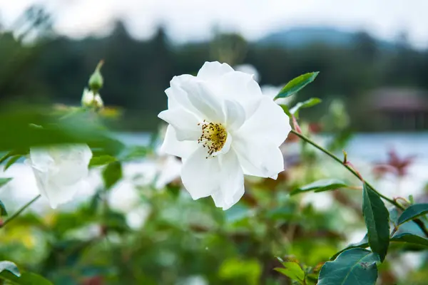 White Rose Garden Thailand — Stock Photo, Image