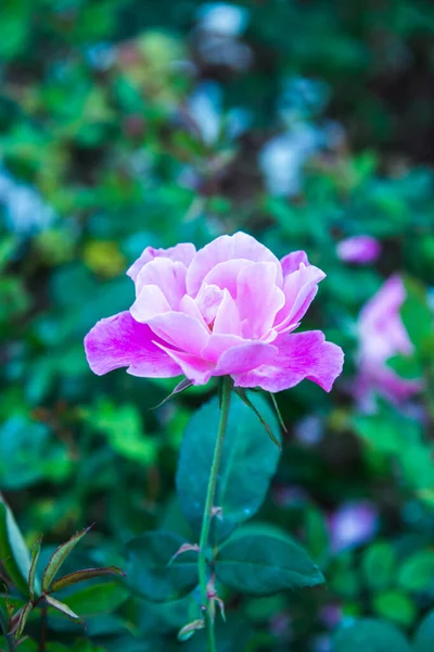 Pink Rose Garden Thailand — Fotografia de Stock