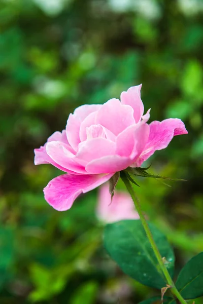 粉红色的玫瑰在花园里 — 图库照片