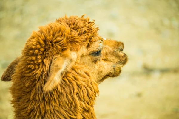 Brown Alpaca Vicugna Pacos Thajsku — Stock fotografie
