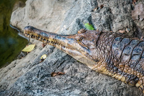 Гавайский Крокодил Таиланде — стоковое фото