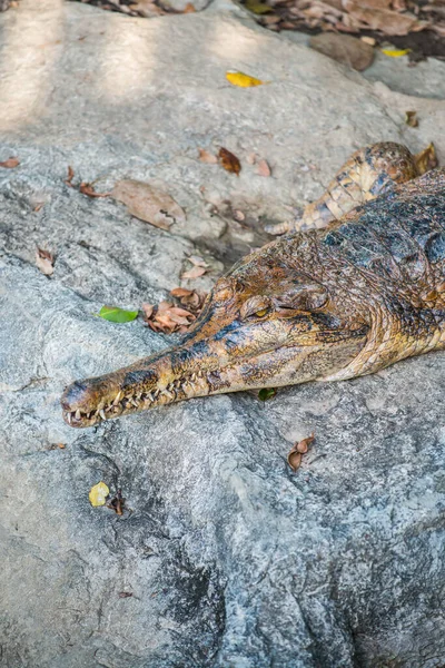 Gavial Crocodile Thai Thailand — Stock Photo, Image