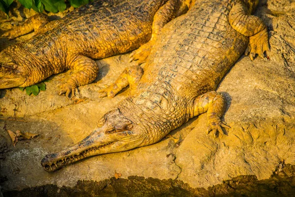Gavial Crocodile Thai Thailand — Stock fotografie