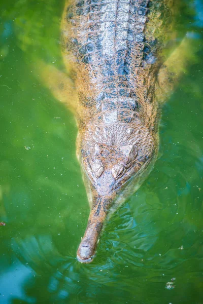 Gavial Krokodil Thaiföldön — Stock Fotó