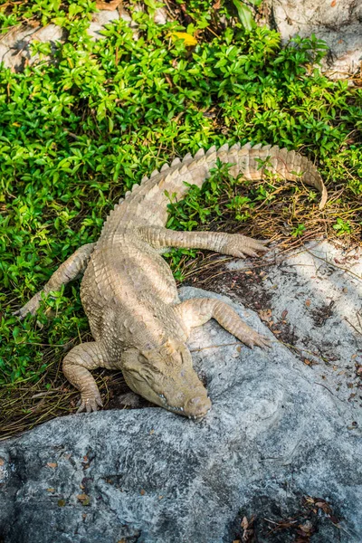 Albino Sziámi Krokodil Vagy Thai Krokodil Thaiföld — Stock Fotó