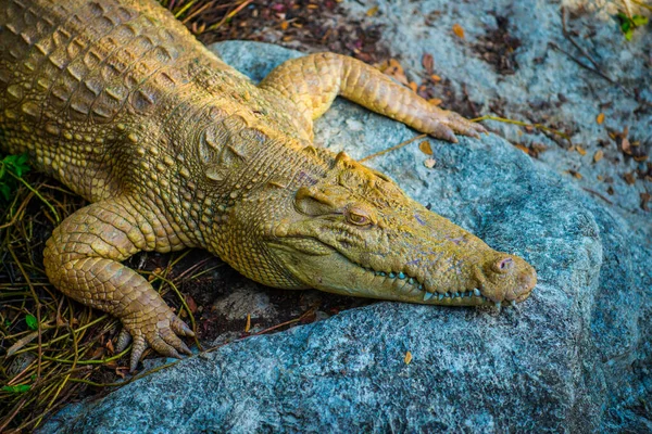 Albino Siamese Crocodile Thai Crocodile Таиланд — стоковое фото